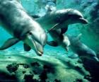 Ομάδα δελφίνια που κολυμπούν στη θάλασσα
